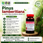 Pinus Iambertiana Ø (20ml)